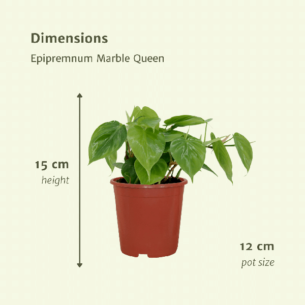 Baumfreund Philodendron Scandens Zimmerpflanze Ø12cm ↕5cm – pflegeleichte Grünpflanze für Wohnzimmer, Büro & helle Standorte kaufen – Plant