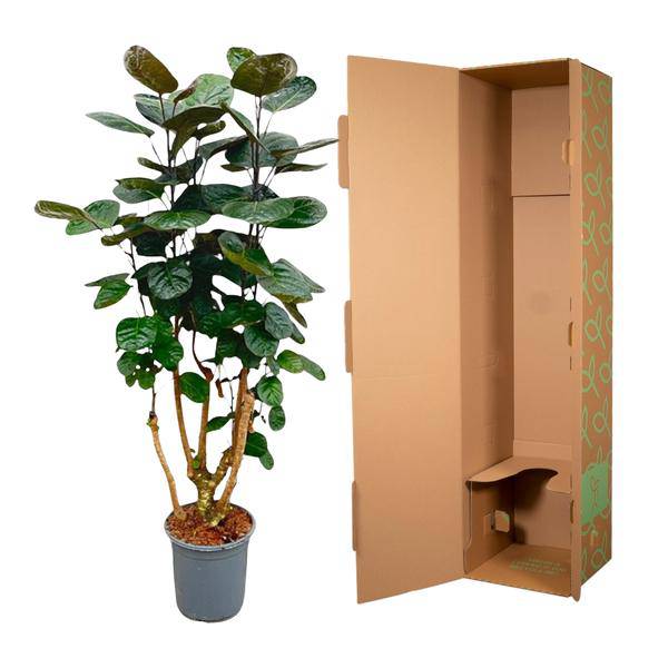 Fiederaralie – Polyscias Fabian – Zimmerpflanze – 130cm – Ø24cm – Elegante Grünpflanze mit runden Blättern – Plant