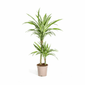 Dracaena Deremensis White Stripe – Drachenbaum – Ø19cm – ↕70-90cm – Elegante Zimmerpflanze mit weißen Blattstreifen – Pflegeleicht & luftreinigend – Plant