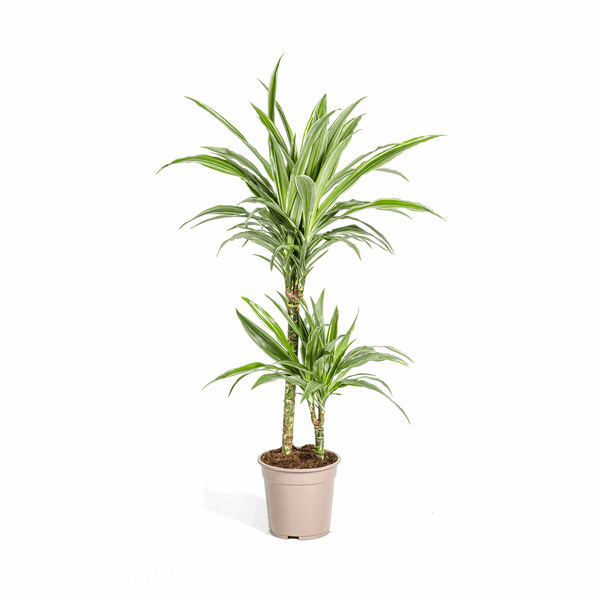 Dracaena Deremensis White Stripe – Drachenbaum – Ø19cm – ↕70-90cm – Elegante Zimmerpflanze mit weißen Blattstreifen – Pflegeleicht & luftreinigend – Plant