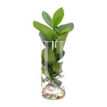 Clusia im Zylinderglas Zimmerpflanze Ø12cm ↕30cm – pflegeleichte Grünpflanze für Wohnzimmer, Büro & helle Standorte kaufen – Plant