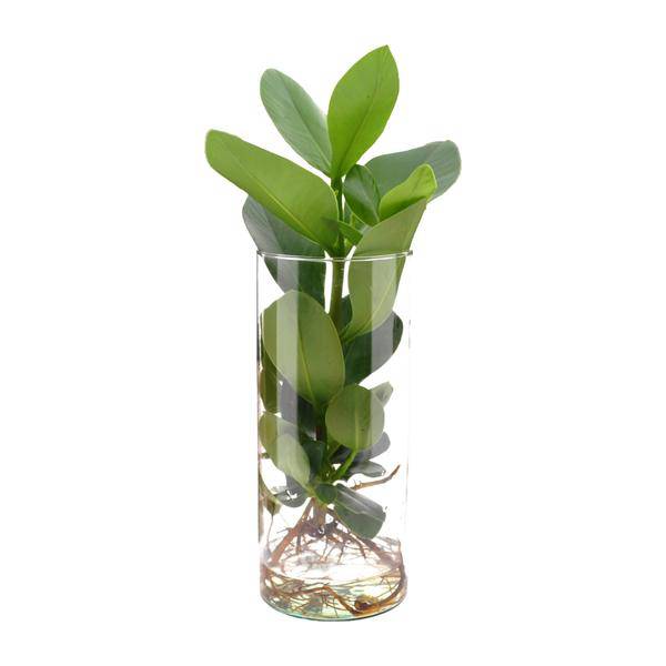 Clusia im Zylinderglas Zimmerpflanze Ø12cm ↕30cm – pflegeleichte Grünpflanze für Wohnzimmer, Büro & helle Standorte kaufen – Plant
