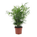 Mexikanische Bergpalme Chamaedorea Elegans Zimmerpflanze Ø17cm ↕50cm – tropische Grünpflanze für Wohnzimmer, Büro & helle Standorte kaufen – Plant