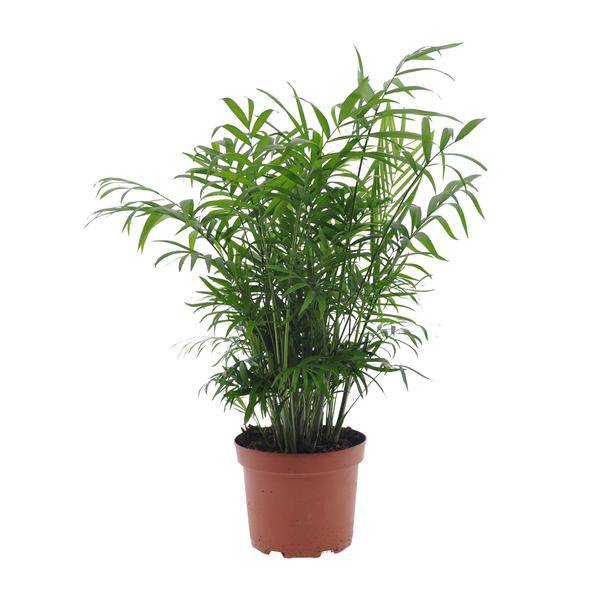 Mexikanische Bergpalme Chamaedorea Elegans Zimmerpflanze Ø17cm ↕50cm – tropische Grünpflanze für Wohnzimmer, Büro & helle Standorte kaufen – Plant