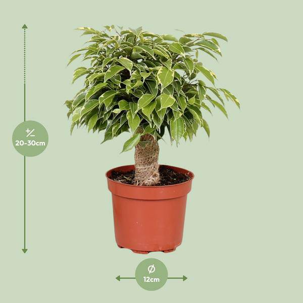 Birken – Feige – Ficus Benjamina Kinky – Zimmerpflanze Ø12cm ↕28cm – pflegeleichte luftreinigende Grünpflanze für Zuhause und Büro