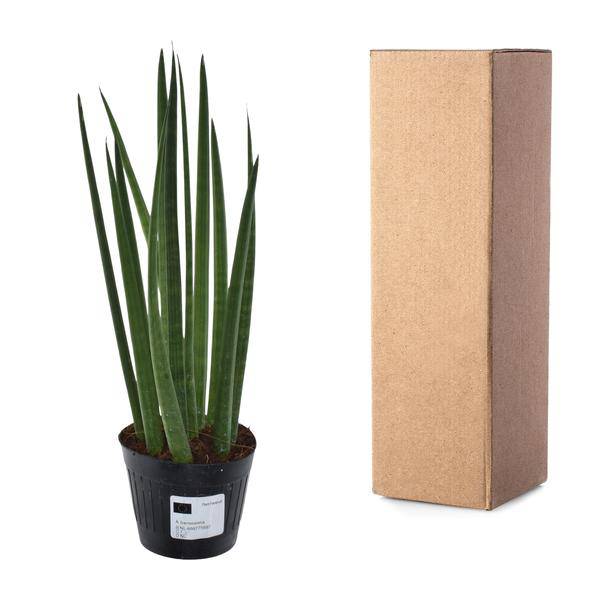 Sansevieria cylindrica Bacularis Mikado – Bogenhanf – pflegeleichte Zimmerpflanze – luftreinigend – ↕38cm – Ø10,5cm – Plant