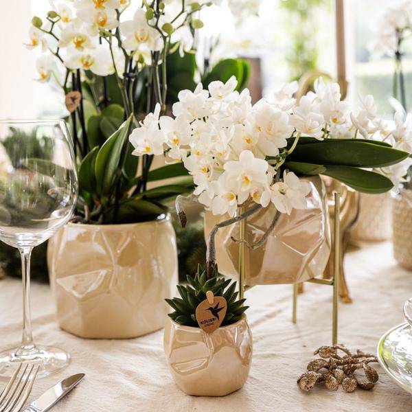 Weiße Orchidee 'Nazaré' Zimmerpflanze Ø9cm – blühende Orchidee für Wohnzimmer, Büro & helle Standorte kaufen – Plant