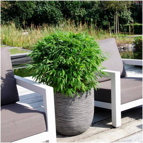 Fargesia murieliae Moontears Boobux – Bambus – immergrün & winterhart – nicht invasiv – Ø29cm – ↕70cm Höhe – ideal für Garten, Terrasse & Hecken – Plant