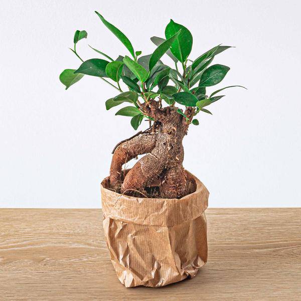 Chinesische Feige – Ficus microcarpa Ginseng – Ø9cm – Bonsai – Zimmerpflanze – Dekorativer Kleinbaum für Zuhause & Büro – Plant