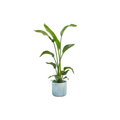 Strelitzia Nicolai – Baum – Strelitzie – Zimmerpflanze – ca. 120cm hoch – Ø22cm – inkl. Übertopf – Exotische Pflanze für Wohnzimmer & Büro – Plant