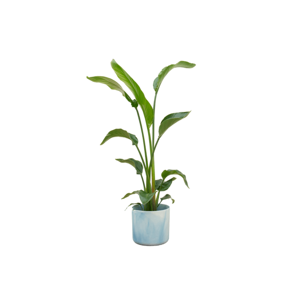Strelitzia Nicolai – Baum – Strelitzie – Zimmerpflanze – ca. 120cm hoch – Ø22cm – inkl. Übertopf – Exotische Pflanze für Wohnzimmer & Büro – Plant