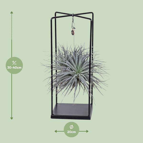 Luftpflanze Tillandsia Mix – Ø20cm – ↕20-35cm – Exotische Zimmerpflanzen ohne Erde – Tillandsia ionantha Abdita – Plant