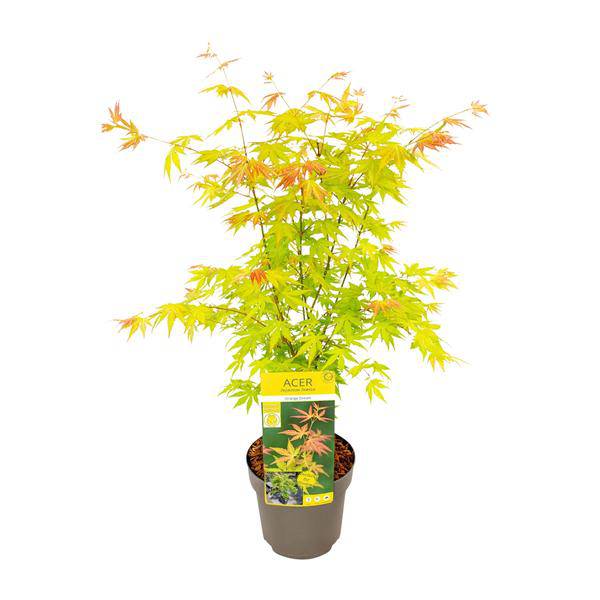 Fächer – Ahorn – Acer palmatum 'Orange Dream' – Ø19cm – ↕50cm – Japanischer Ahorn – Winterharte Zierpflanze für Garten & Terrasse – Plant