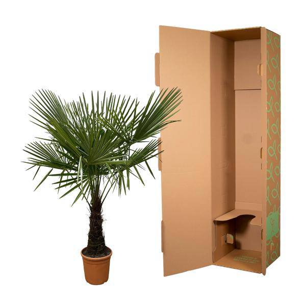 Hanfpalme – Trachycarpus 180cm – Ø30cm – Immergrüne Palme mit fächerförmigen Blättern – Pflegeleicht – Plant