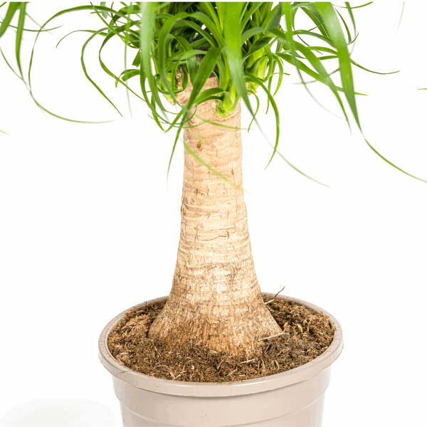 Beaucarnea Recurvata – Elefantenfuß – Zimmerpflanze – Ø17cm – ↕40-60cm – Pflegeleicht & dekorativ – Plant