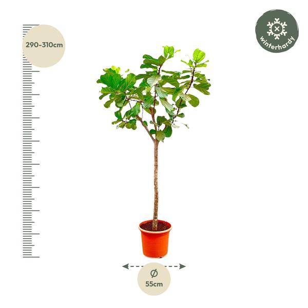 Geigen – Feige – Ficus Lyrata XXL – Zimmerpflanze 300cm – Ø55cm – Exklusive Designpflanze mit großen geigenförmigen Blättern – Tropische XXL – Plant
