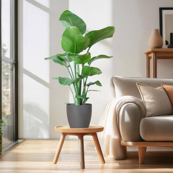 Strelitzia Nicolai – Baum – Strelitzie – Zimmerpflanze – 80cm hoch – Ø21cm – inkl. Übertopf – Paradiesvogelpflanze, tropisches Grün, pflegeleicht – Plant