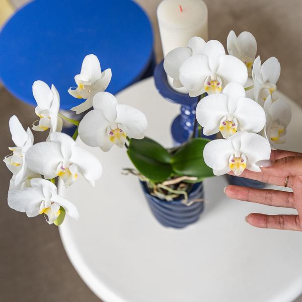 Phalaenopsis Amabilis Weiß Zimmerpflanze Ø9cm – blühende Orchidee für Wohnzimmer, Büro & helle Standorte kaufen – Plant