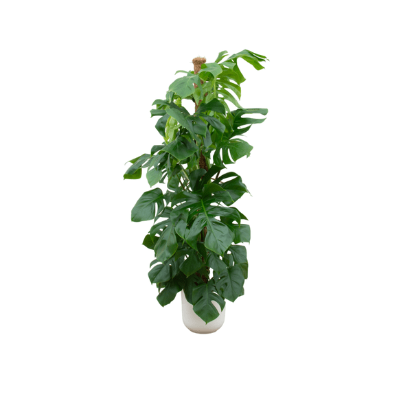 Monstera Pertusum – Fensterblatt – Zimmerpflanze – 150cm hoch – Ø26cm inkl. Jazz Topf Weiß – Tropische XL – Pflanze mit dekorativen Blättern – Plant