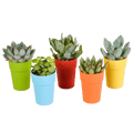 Sukkulenten Mix 5 Pflanzen Ø5,5cm – pflegeleichtes Pflanzen Set für Urban Jungle, Fensterbank, Wohnzimmer & Büro – Plant