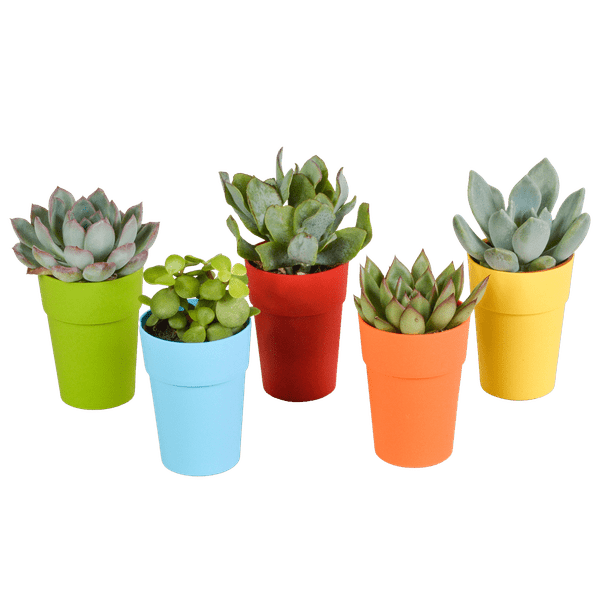 Sukkulenten Mix 5 Pflanzen Ø5,5cm – pflegeleichtes Pflanzen Set für Urban Jungle, Fensterbank, Wohnzimmer & Büro – Plant