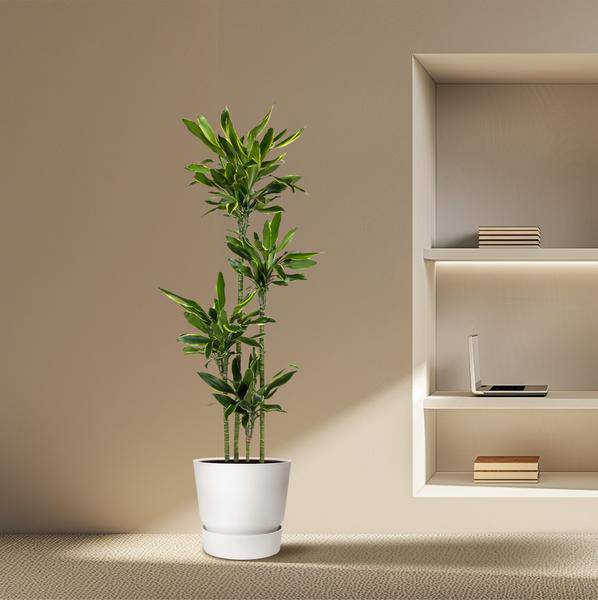 Drachenbaum – Dracaena Golden Coast 170cm – Ø27cm – Exotische Zimmerpflanze mit grünen und goldenen Blättern – Plant