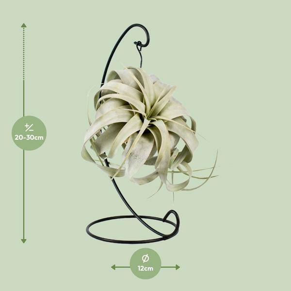 Luftpflanze Tillandsia King Xero – Ø12cm – ↕23cm – Pflegeleichte Tillandsie ohne Erde – Exotische Zimmerpflanze für Wohnzimmer, Büro & moderne Deko – Plant