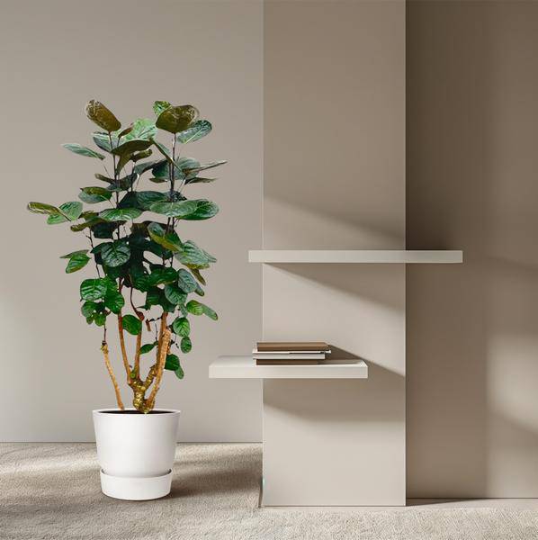 Fiederaralie – Polyscias Fabian – Zimmerpflanze – 130cm – Ø24cm – Elegante Grünpflanze mit runden Blättern – Plant