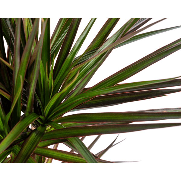 Dracaena Marginata Magenta – Drachenbaum – Zimmerpflanze – Ø17cm – ↕50-70cm – Pflegeleichte Grünpflanze mit roten Blatträndern – Plant