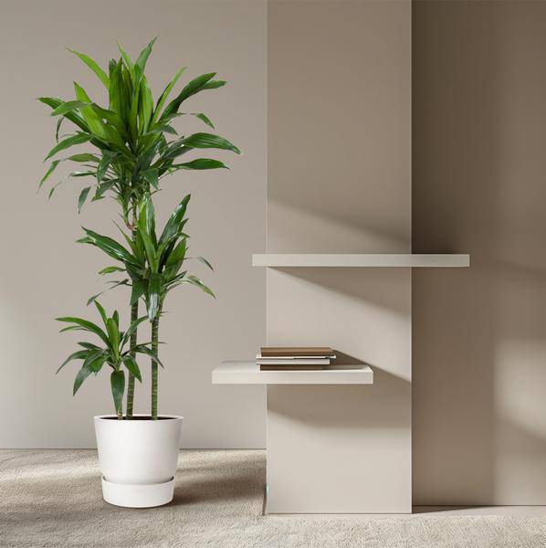 Drachenbaum Zimmerpflanze Ø24cm ↕150cm – pflegeleichte Grünpflanze für Wohnzimmer, Büro & helle Standorte kaufen – Plant