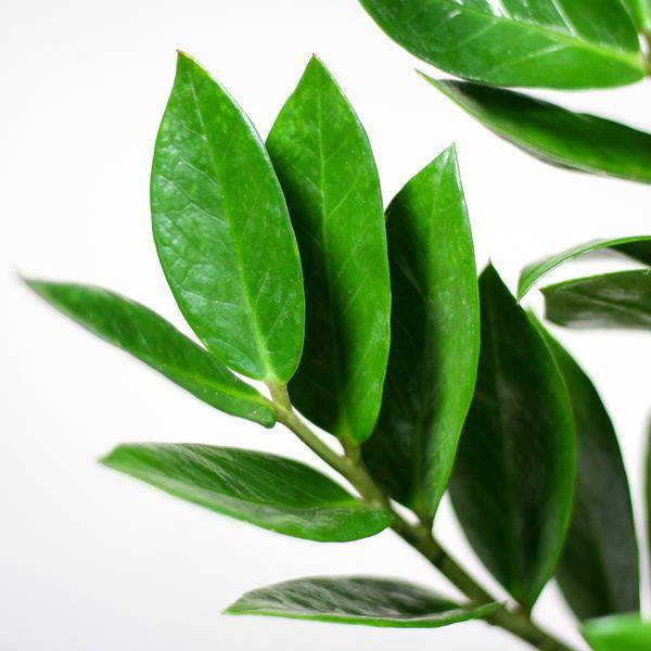 Zamioculcas Zamiifolia 80cm – Glücksfeder Zimmerpflanze Ø21cm – robuste & pflegeleichte Pflanze für Zuhause & Büro – inkl. handgeflochtenem Seegras – Plant