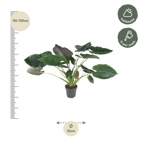 Elefantenohr – Alocasia Wentii – Zimmerpflanze – 120cm – Ø32cm – tropische Pflanze mit großen pfeilförmigen Blättern in Dunkelgrün und Violett – Plant