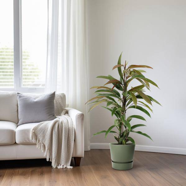 Gummibaum Ficus Binnendijkii Amstel King Zimmerpflanze Ø17cm ↕70cm – pflegeleichte Grünpflanze für Wohnzimmer, Büro & helle Standorte kaufen – Plant