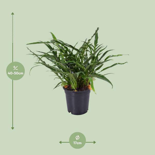 Schlangenhautfarn – Aglaomorpha coronans – Santa Rosa Farn – Zimmerpflanze – Ø17cm – 45cm hoch – pflegeleichte luftreinigende Pflanze – Plant