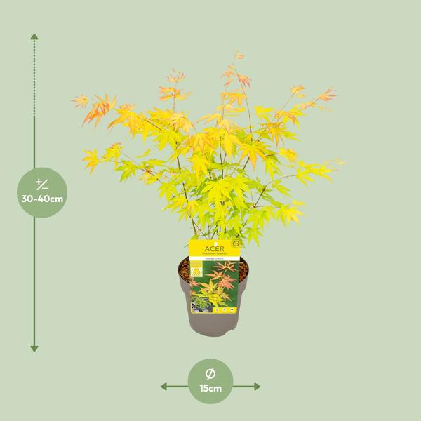Fächer – Ahorn Acer palmatum Orange Dream Gartenpflanze Ø15cm ↕40cm – winterharte Pflanze für Garten, Balkon, Terrasse, Kübel & Beet online kaufen – Plant