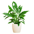 Spathiphyllum Sweet Lauretta – Scheidenblatt – Zimmerpflanze inkl. Übertopf – ↕80cm – Ø21cm – Friedenslilie mit eleganten weißen Blüten – Plant