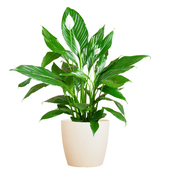 Spathiphyllum Sweet Lauretta – Scheidenblatt – Zimmerpflanze inkl. Übertopf – ↕80cm – Ø21cm – Friedenslilie mit eleganten weißen Blüten – Plant