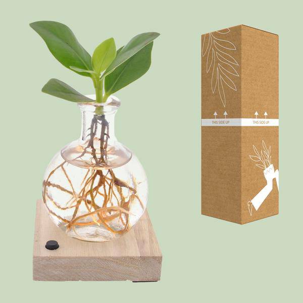Clusia In Samoa LED – Autogramm – Baum – Ø5cm – Höhe ca. 10cm – Pflegeleichte Zimmerpflanze – Tropische Mini – Pflanze für Innenräume & Geschenkidee – Plant