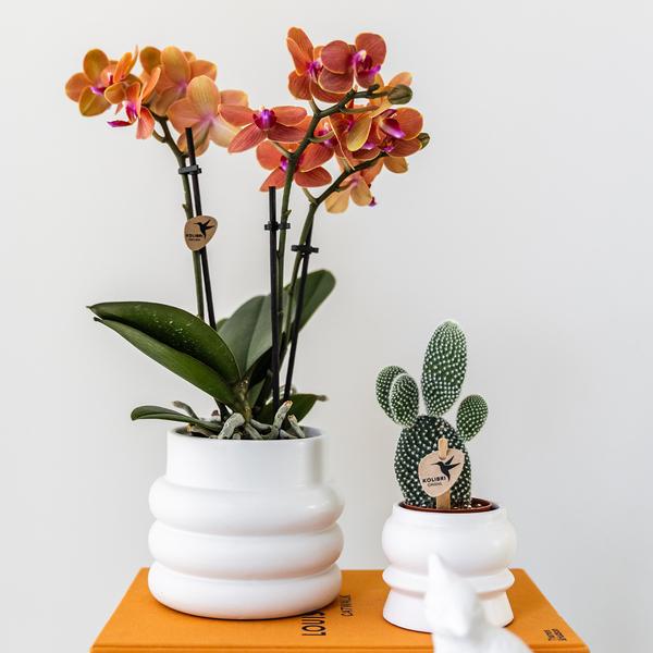 Phalaenopsis Orchidee Mineral Bolzano Orange – Zimmerpflanze mit 2-3 Zweigen – Inklusive Bubble Keramiktopf Weiß Ø9cm – Plant