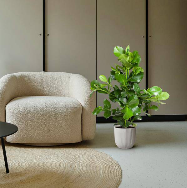 Balsamapfel Zimmerpflanze Ø24cm ↕100cm – pflegeleichte Grünpflanze für Wohnzimmer, Büro & helle Standorte kaufen – Plant