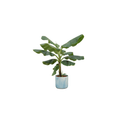 Bananenpflanze Musa – Zimmerpflanze – ca. 100cm hoch – Ø22cm – inkl. Übertopf – Tropische Pflanze für Wohnzimmer, Balkon & Büro – Plant