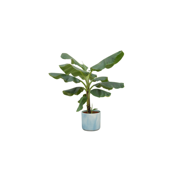 Bananenpflanze Musa – Zimmerpflanze – ca. 100cm hoch – Ø22cm – inkl. Übertopf – Tropische Pflanze für Wohnzimmer, Balkon & Büro – Plant