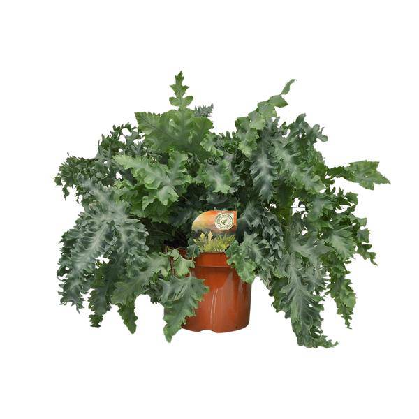 Tüpfelfarn Phlebodium Davana – Zimmerpflanze – Ø26cm – ↕60cm – Goldener Farn mit eleganten Wedeln – Pflegeleicht & dekorativ – Plant