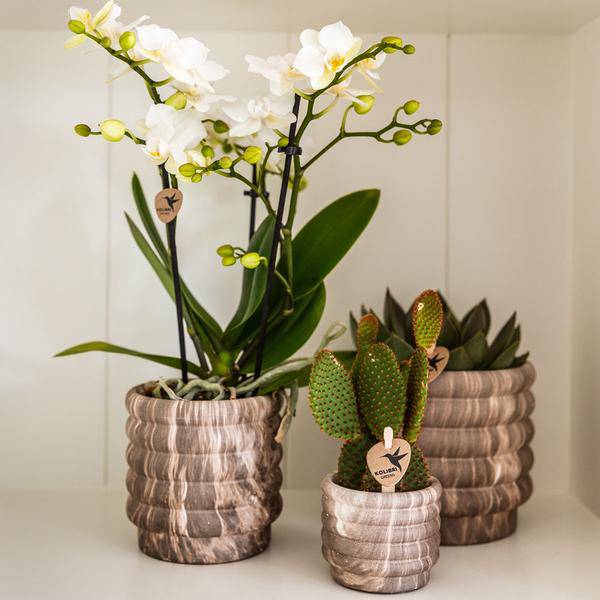 Marmor – Topf Dunkel – Ø9cm – Keramik Blumentopf mit edler Marmoroptik – Dekotopf für kleine Zimmerpflanzen, Sukkulenten & Kräuter – Zeitlos & modern – Plant