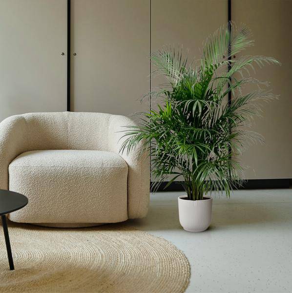 Goldfruchtpalme – Dypsis Lutescens – Areca – Palme – Zimmerpflanze 150cm – Ø24cm – Tropische Grünpflanze mit eleganten Wedeln – Pflegeleicht – Plant