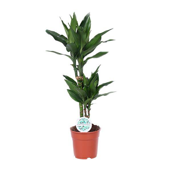 Drachenbaum Dracaena Janet Lind Zimmerpflanze Ø17cm ↕70cm – pflegeleichte Grünpflanze für Wohnzimmer, Büro & helle Standorte kaufen – Plant