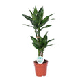 Drachenbaum Dracaena Janet Lind Zimmerpflanze Ø17cm ↕70cm – pflegeleichte Grünpflanze für Wohnzimmer, Büro & helle Standorte kaufen – Plant