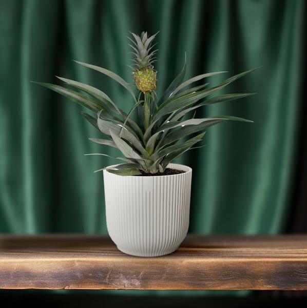 Ananaspflanze – Bromelia Ananas – tropische Zimmerpflanze – Ø12cm – ca. 30cm hoch – pflegeleicht & dekorativ – Plant