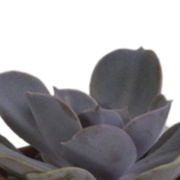 Sukkulenten Mix 5 Pflanzen Ø5,5cm – pflegeleichtes Pflanzen Set für Urban Jungle, Fensterbank, Wohnzimmer & Büro – Plant