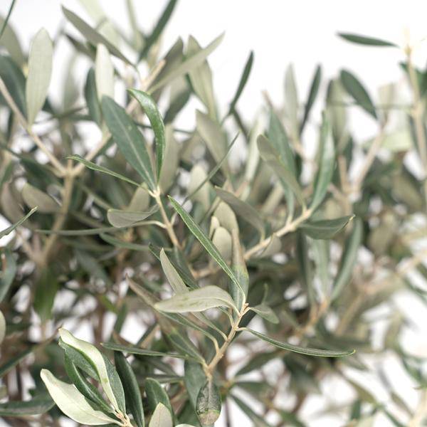Olivenbaum Olea europaea – Mediterrane Zimmer – & Terrassenpflanze – Höhe ca. 90cm – Ø19cm – Immergrün & dekorativ – Robust & pflegeleicht – Plant